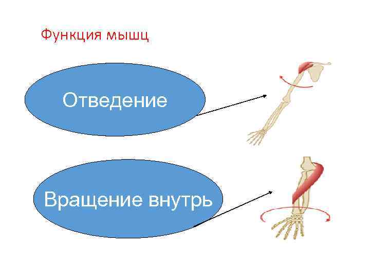 Функция мышц • Отведение Вращение внутрь 