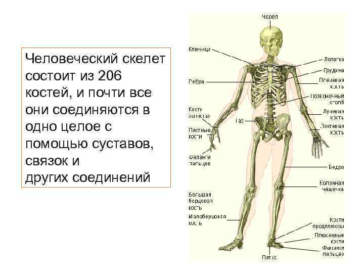 Человеческий скелет состоит из 206 костей, и почти все они соединяются в одно целое