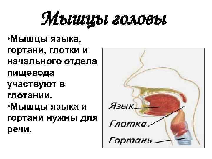 Мышцы головы • Мышцы языка, гортани, глотки и начального отдела пищевода участвуют в глотании.