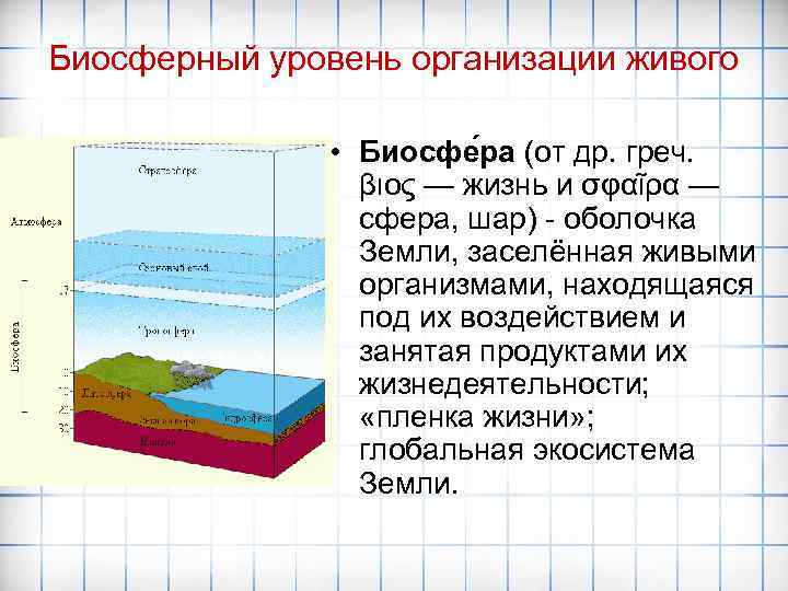 Биосферный уровень организации живого • Биосфе ра (от др. греч. βιος — жизнь и