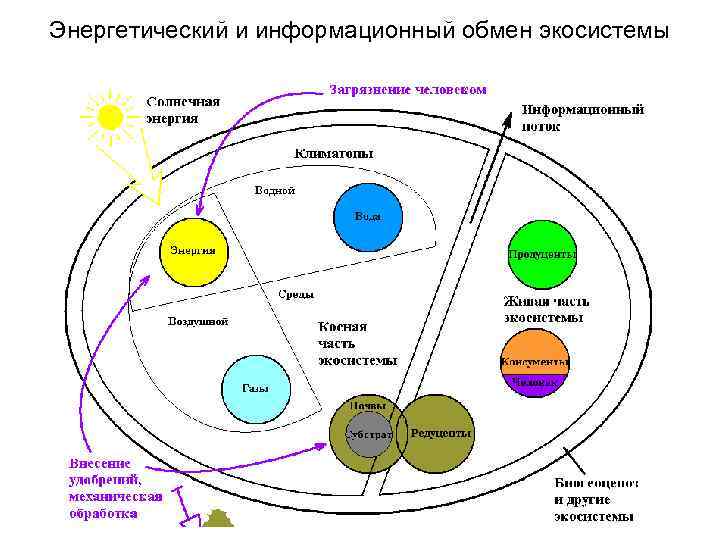 Энергетический и информационный обмен экосистемы 