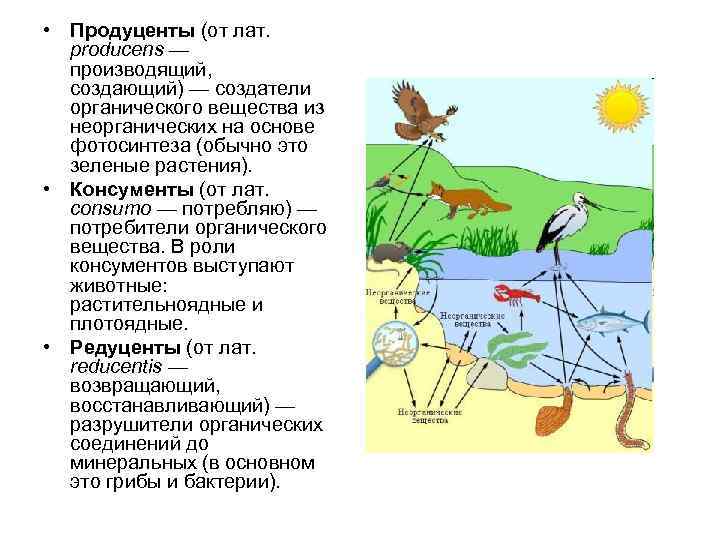  • Продуценты (от лат. producens — производящий, создающий) — создатели органического вещества из