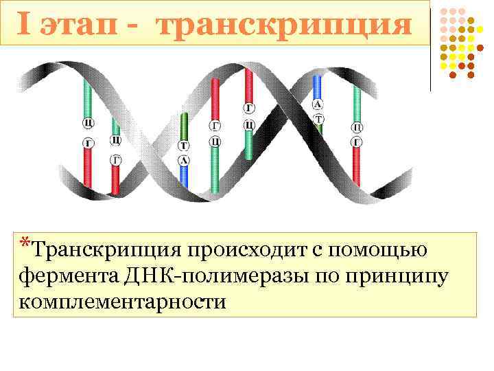 I этап - транскрипция *Транскрипция происходит с помощью фермента ДНК-полимеразы по принципу комплементарности 