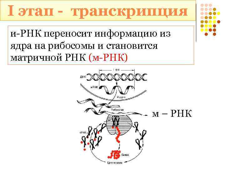 I этап - транскрипция и-РНК переносит информацию из ядра на рибосомы и становится матричной