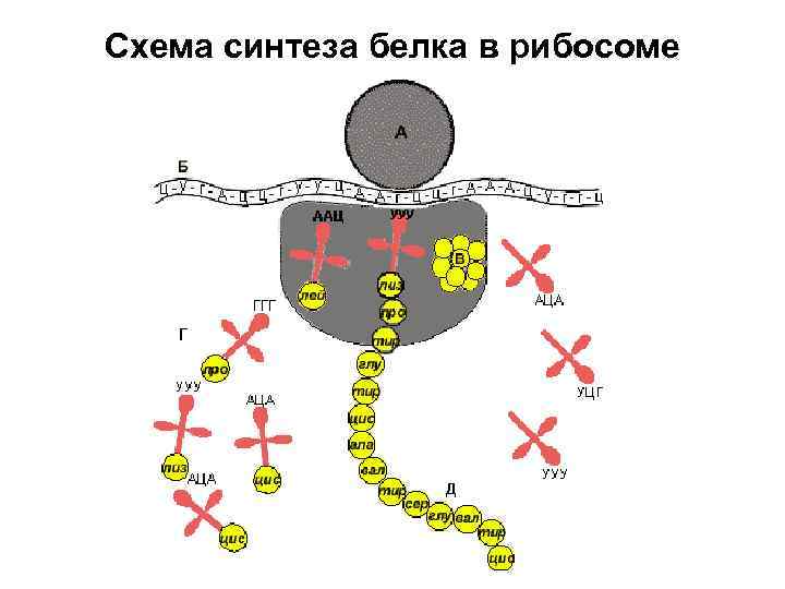 Схема синтеза белка в рибосоме 