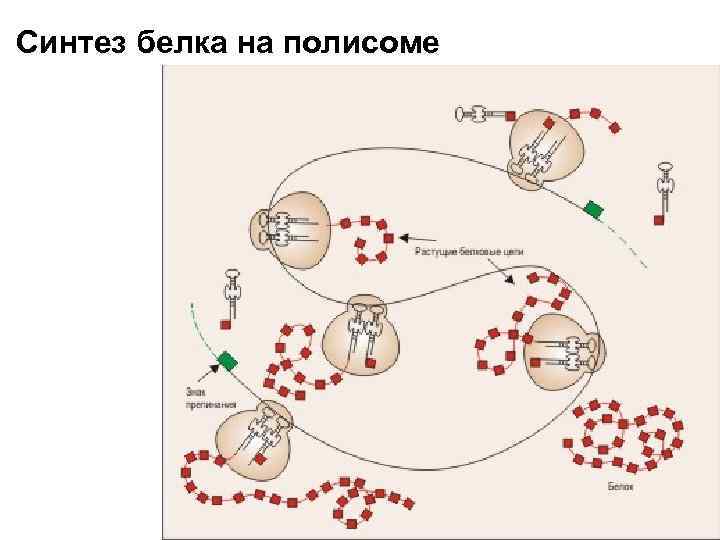 Синтез белка на полисоме 