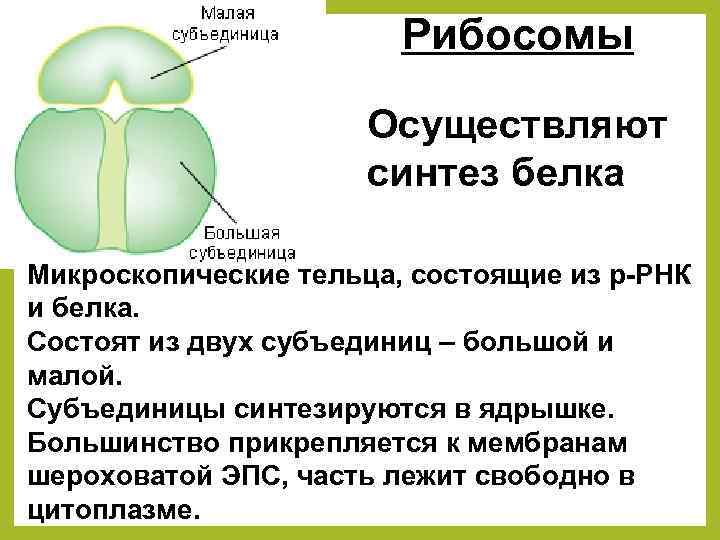 Рибосомы Осуществляют синтез белка Микроскопические тельца, состоящие из р-РНК и белка. Состоят из двух