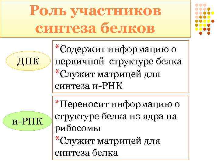 Роль участников синтеза белков *Содержит информацию о ДНК первичной структуре белка *Служит матрицей для