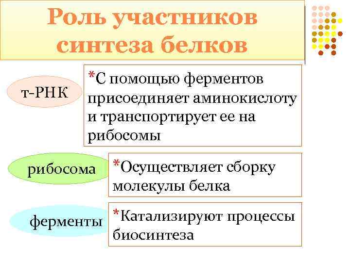Роль участников синтеза белков т-РНК *С помощью ферментов присоединяет аминокислоту и транспортирует ее на