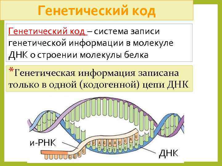 Генетический код – система записи генетической информации в молекуле ДНК о строении молекулы белка