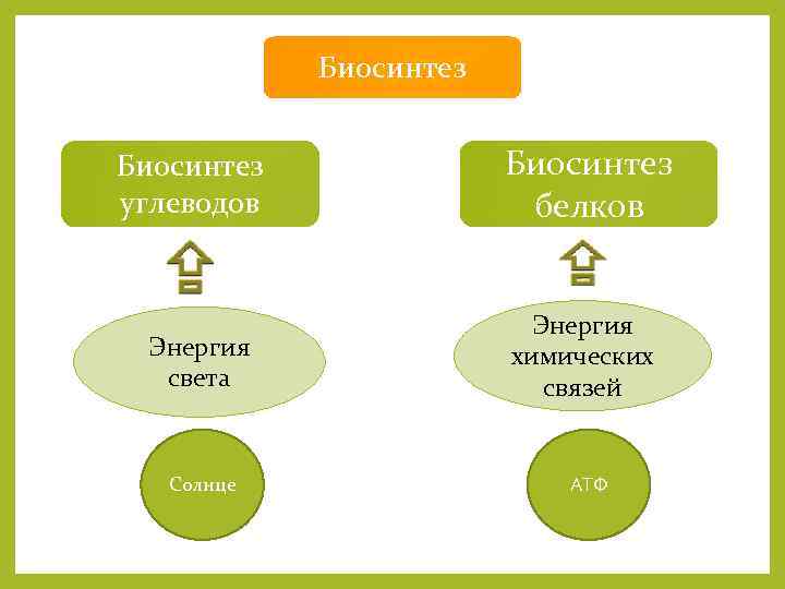 Биосинтез углеводов Энергия света Солнце Биосинтез белков Энергия химических связей АТФ 