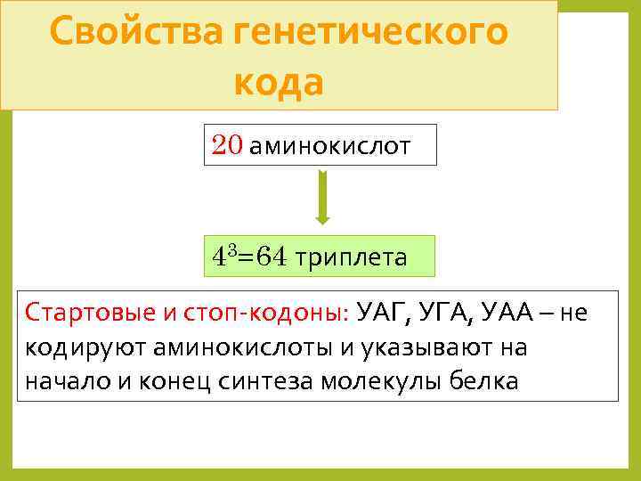 Свойства генетического кода 20 аминокислот 43=64 триплета Стартовые и стоп-кодоны: УАГ, УГА, УАА –
