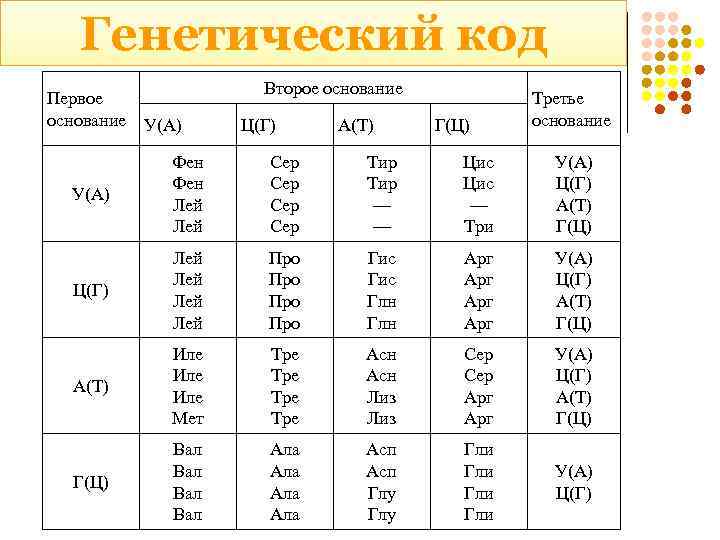 Генетический код Первое основание У(А) Второе основание Ц(Г) А(Т) Г(Ц) Третье основание У(А) Фен