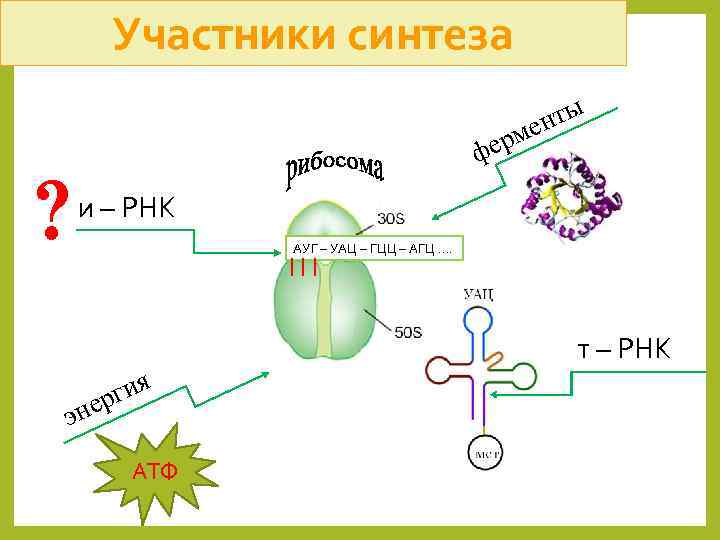 Участники синтеза нты ме ? фер и – РНК АУГ – УАЦ – ГЦЦ