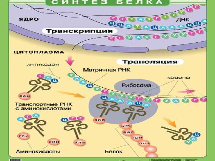 Биосинтез белка картинка