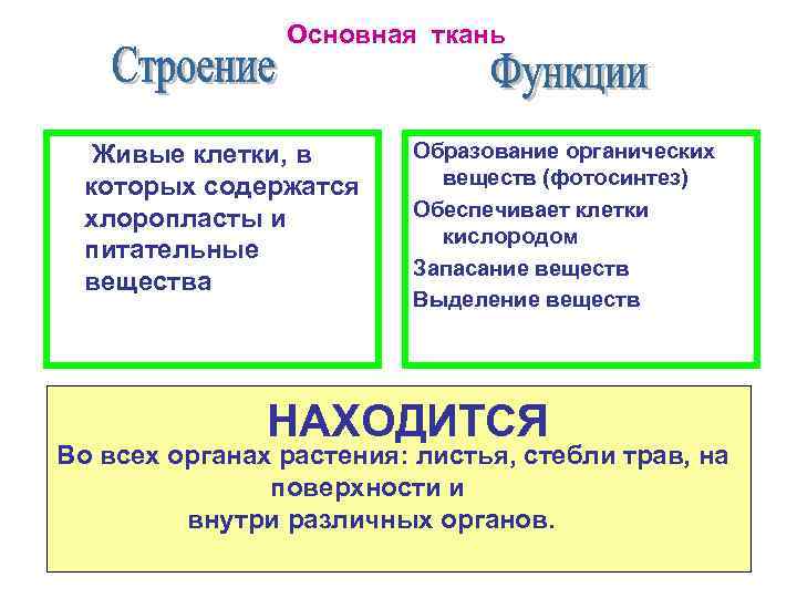 Основная ткань Живые клетки, в которых содержатся хлоропласты и питательные вещества Образование органических веществ