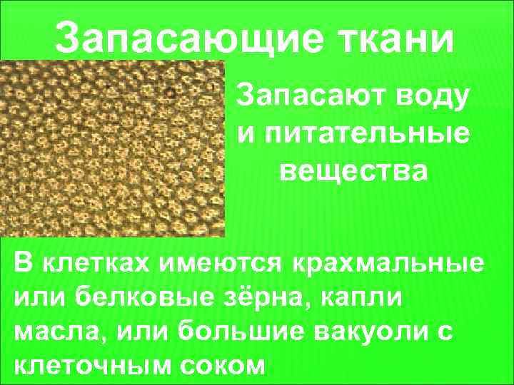 Запасающие ткани Запасают воду и питательные вещества В клетках имеются крахмальные или белковые зёрна,