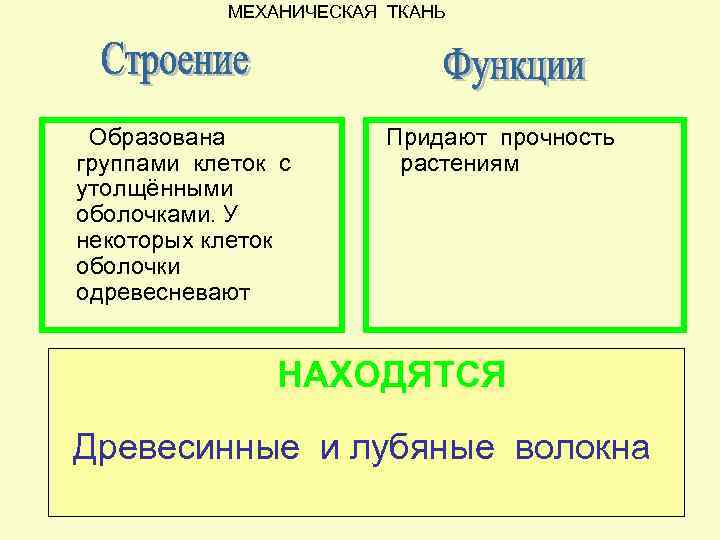 МЕХАНИЧЕСКАЯ ТКАНЬ Образована группами клеток с утолщёнными оболочками. У некоторых клеток оболочки одревесневают Придают