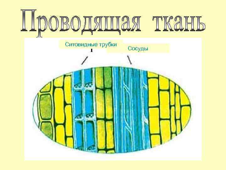 Ситовидные трубки Сосуды 