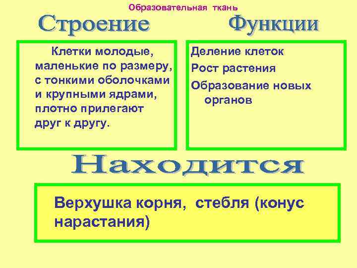 Образовательная ткань Клетки молодые, маленькие по размеру, с тонкими оболочками и крупными ядрами, плотно