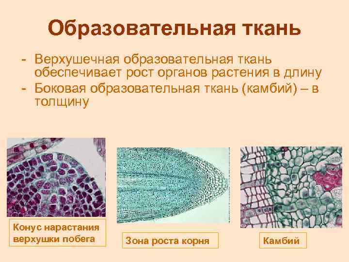 Образовательная ткань - Верхушечная образовательная ткань обеспечивает рост органов растения в длину - Боковая