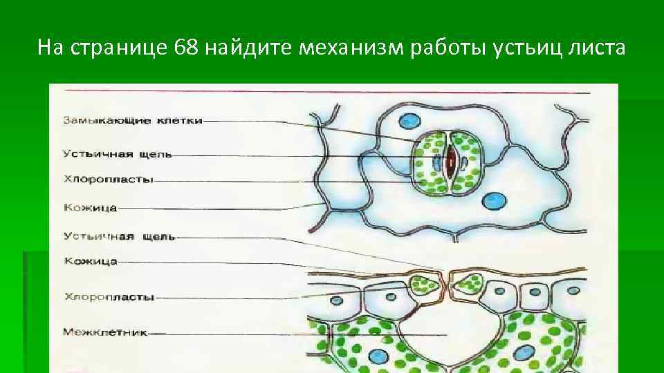 На странице 68 найдите механизм работы устьиц листа 