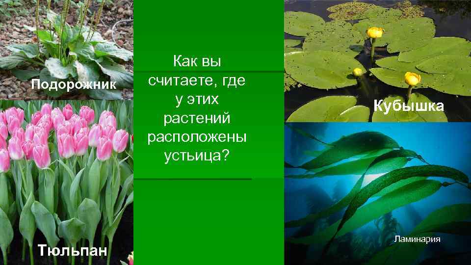 Подорожник Тюльпан Как вы считаете, где у этих растений расположены устьица? Кубышка Ламинария 