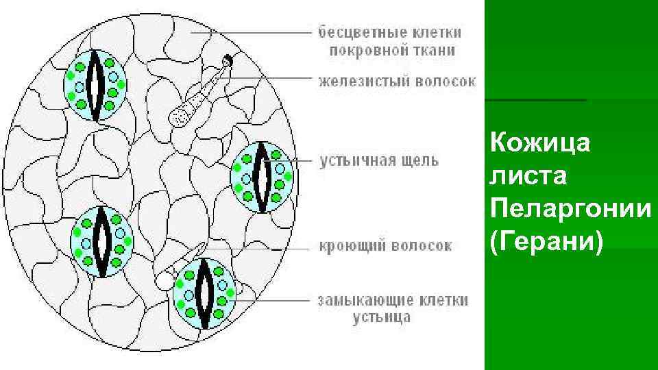 Кожица листа Пеларгонии (Герани) 