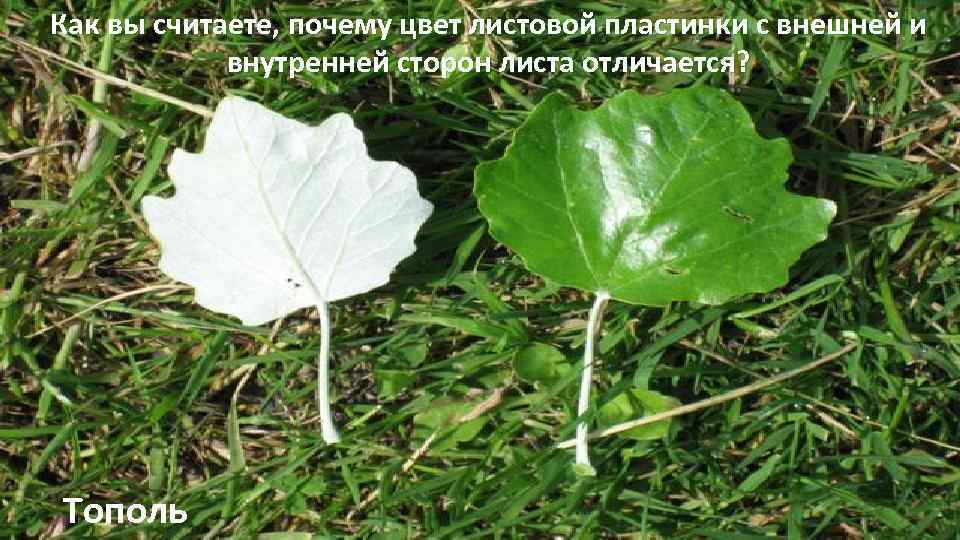 Как вы считаете, почему цвет листовой пластинки с внешней и внутренней сторон листа отличается?
