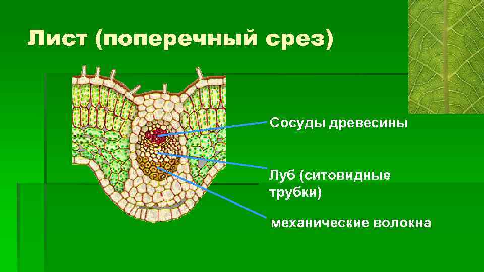 Лист (поперечный срез) Сосуды древесины Луб (ситовидные трубки) механические волокна 