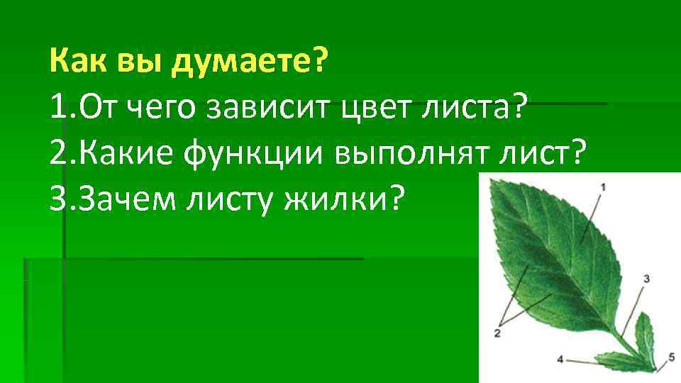 Как вы думаете? 1. От чего зависит цвет листа? 2. Какие функции выполнят лист?