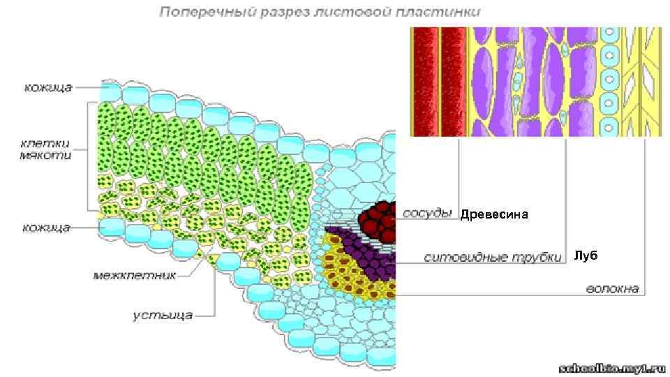 Древесина Луб 