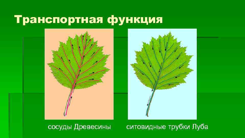 Транспортная функция сосуды Древесины ситовидные трубки Луба 