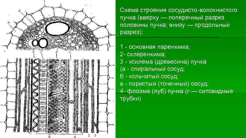 Схема строения сосудисто-волокнистого пучка (вверху — поперечный разрез половины пучка; внизу — продольный разрез):