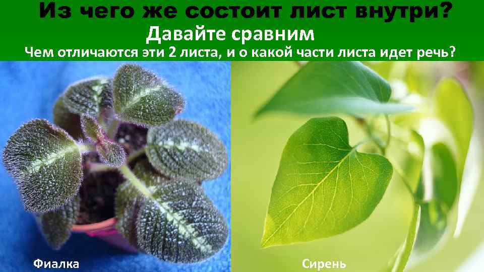 Из чего же состоит лист внутри? Давайте сравним Чем отличаются эти 2 листа, и