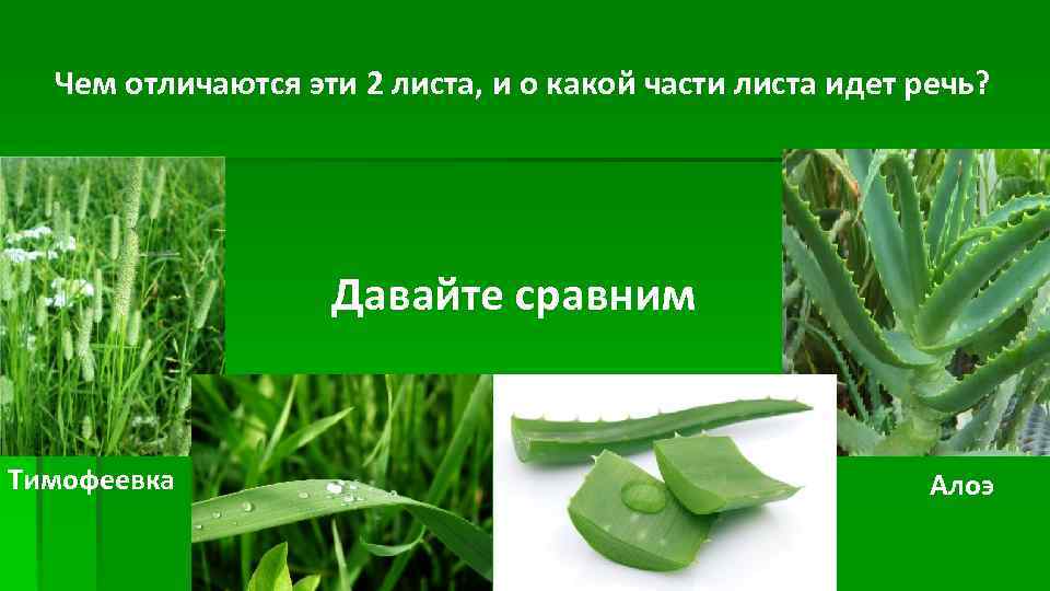 Чем отличаются эти 2 листа, и о какой части листа идет речь? Давайте сравним