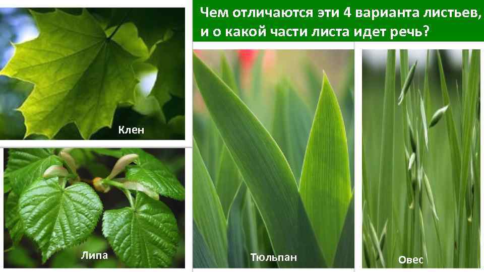Чем отличаются эти 4 варианта листьев, и о какой части листа идет речь? Клен