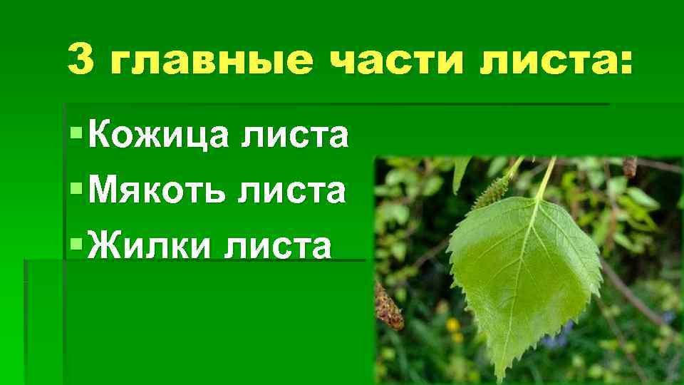 3 главные части листа: § Кожица листа § Мякоть листа § Жилки листа 