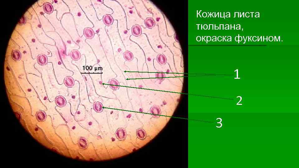 Кожица листа тюльпана, окраска фуксином. 1 2 3 