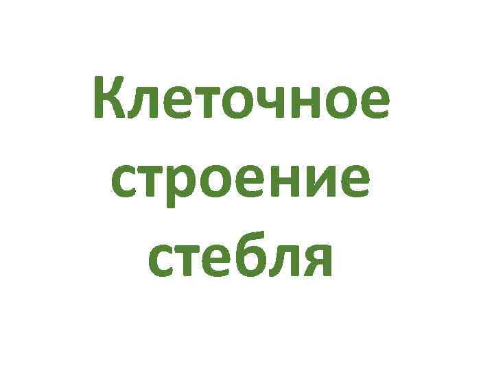 Клеточное строение стебля 