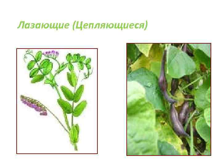 Лазающие (Цепляющиеся) 