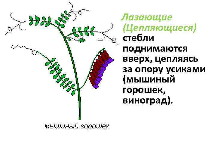 Лазающие (Цепляющиеся) стебли поднимаются вверх, цепляясь за опору усиками (мышиный горошек, виноград). 