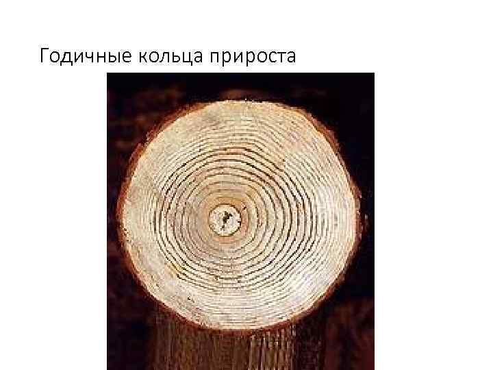 Годичные кольца прироста 