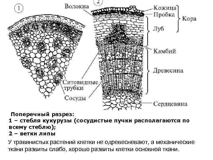  Поперечный разрез: 1 – стебля кукурузы (сосудистые пучки располагаются по всему стеблю); 2