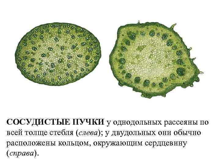 СОСУДИСТЫЕ ПУЧКИ у однодольных рассеяны по всей толще стебля (слева); у двудольных они обычно