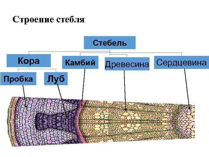 Строение стебля Стебель Кора Пробка Камбий Луб Древесина Сердцевина 