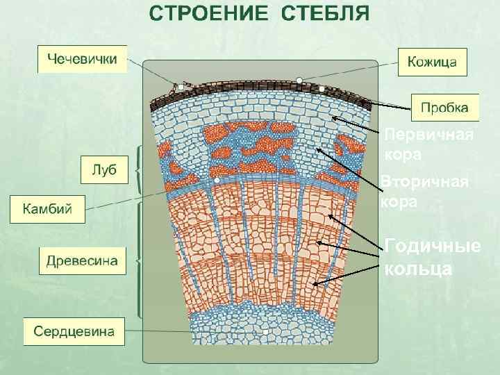 Первичная кора Вторичная кора Годичные кольца 