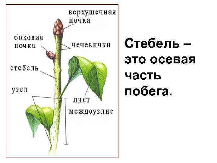 Подпишите части побега обозначенные на рисунке. Побег узел междоузлие лист стебель. Узлы и междоузлия стебля. Стебель часть побега. Верхушечная почка узел междоузлие.