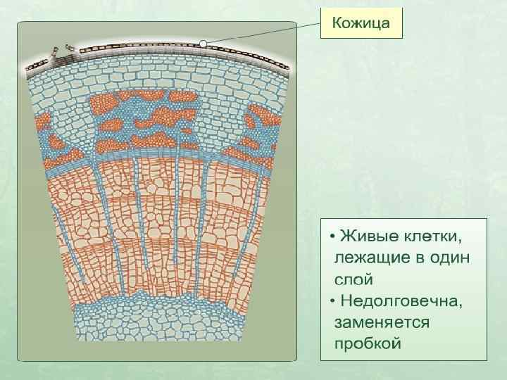 Схема строения стебля сосны