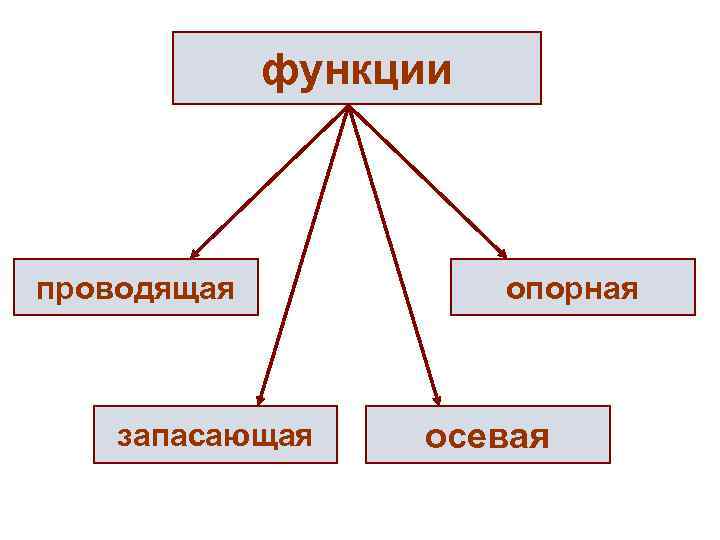 функции проводящая запасающая опорная осевая 
